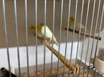 14 Timbrado kanaries van ‘24 en febr ‘25, Meerdere dieren, Kleurkanarie