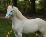 Super lieve welsh A merrie, Dieren en Toebehoren, Pony's, Gechipt, Onbeleerd, Merrie, 3 tot 6 jaar