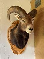 Moeflon, opgezette kop,preparaat, taxidermie, hoorns, Verzamelen, Dierenverzamelingen, Ophalen of Verzenden, Gebruikt, Wild dier
