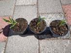 Oleander plantjes, Tuin en Terras, Planten | Tuinplanten, Ophalen, Zomer, Overige soorten, Volle zon