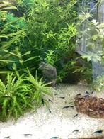 Blauwe garnalen, Dieren en Toebehoren, Vissen | Aquariumvissen, Kreeft, Krab of Garnaal, Zoetwatervis, Schoolvis