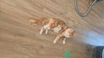 Maine coon, Dieren en Toebehoren, Katten en Kittens | Raskatten | Langhaar, Kater, Met stamboom, 0 tot 2 jaar