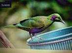 vogels, Dieren en Toebehoren, Ophalen, Zo goed als nieuw, Hout, Overige typen