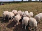Swifter ooilammeren, Vrouwelijk, Schaap, 0 tot 2 jaar
