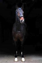 Te koop: Maxillaria – achtjarige merrie, Dieren en Toebehoren, Merrie, Gechipt, Dressuurpaard, 170 tot 175 cm