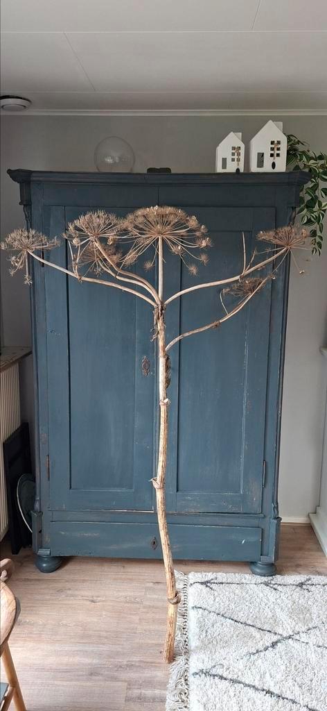 Mooie gedroogde Berenklauw 170cm, Huis en Inrichting, Woonaccessoires | Droogbloemen, Gebruikt, Ophalen