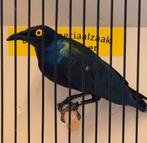 Purper glansspreeuw man, Mannelijk, Geringd