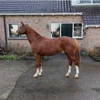 Te koop; fantastisch bewegende D pony, Dieren en Toebehoren, Pony's, Merrie, 3 tot 6 jaar