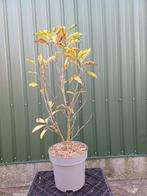 Magnolia - 2 soorten: Susan en Royal Star, Tuin en Terras, Planten | Tuinplanten, Volle zon, Vaste plant, Lente, Ophalen