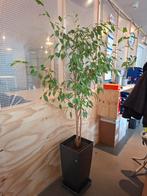 Ficus Benjamina incl. pot., Huis en Inrichting, Kamerplanten, Ophalen, Ficus, Halfschaduw, 150 tot 200 cm
