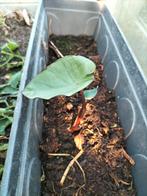 Colocasia fontanesii black stem, Tuin en Terras, Planten | Tuinplanten, Ophalen of Verzenden, Zomer, Volle zon