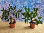 Two Ficus Bonsai, Huis en Inrichting, Kamerplanten, Ficus, Ophalen of Verzenden, In pot, Minder dan 100 cm