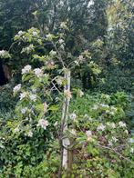 Appelboom Elstar 2 m hoog, ophalen in Ruurlo, Tuin en Terras, Planten | Fruitbomen, Lente, Appelboom, Volle zon, Ophalen of Verzenden