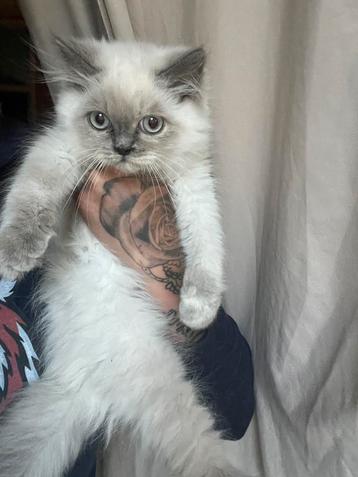 Ragdoll meisje! beschikbaar voor biedingen