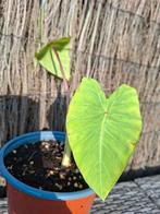 Colocasia esculenta maui gold, Tuin en Terras, Planten | Tuinplanten, Ophalen of Verzenden, Zomer, Overige soorten