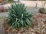 Yucca filamentosa mooie witte bloemen en winterhard, Tuin en Terras, Volle zon, Vaste plant, Zomer, Ophalen