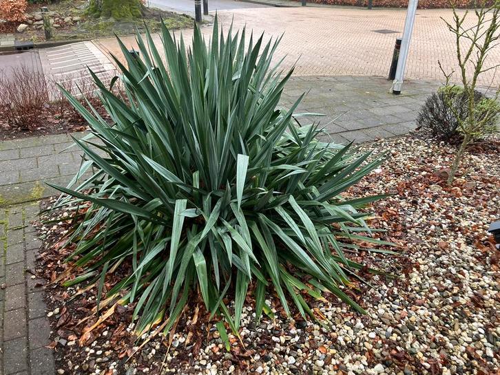 Yucca filamentosa mooie witte bloemen en winterhard, Tuin en Terras, Planten | Tuinplanten, Vaste plant, Overige soorten, Volle zon