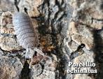 Porcellio echinatus, Overige soorten