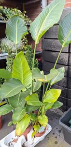 2 grote Strelitzia nicolai, Tuin en Terras, Planten | Bomen, Ophalen, Volle zon, Overige soorten