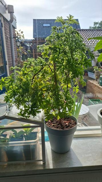 Citroengeranium Grote plant  beschikbaar voor biedingen