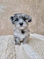 Prachtige boomer pups, Nederland, Overige rassen, CDV (hondenziekte), 8 tot 15 weken