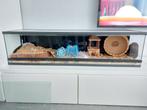 Groot terrarium met veel spullen, Dieren en Toebehoren, Kooi, Zo goed als nieuw, Hamster, 75 tot 110 cm
