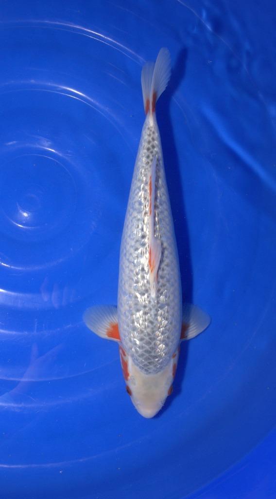 Koi Veiling Antonis Vijvers, Tuin en Terras, Vijvers, Nieuw, Ophalen