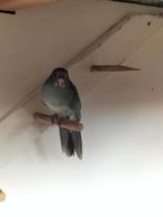 Kakariki's, Dieren en Toebehoren, Vogels | Parkieten en Papegaaien, Meerdere dieren, Parkiet, Geringd