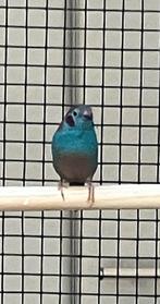 Roodwang blauwfazant man, Dieren en Toebehoren, Vogels | Overige Vogels, Mannelijk, Tropenvogel