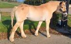 Paarden scheren Noord-Holland