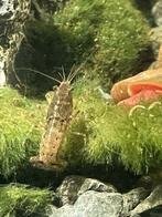 Cambarellus diminutus dwergkreeftjes, Kreeft, Krab of Garnaal, Zoetwatervis