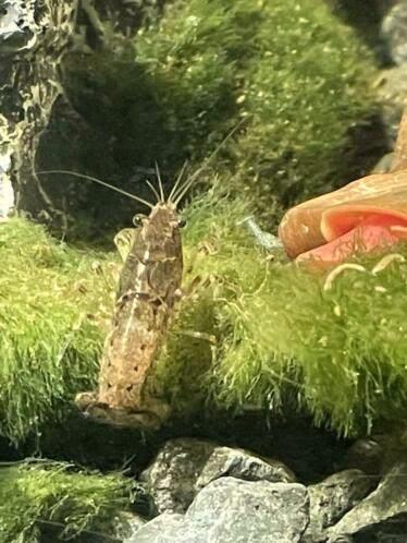 Cambarellus diminutus dwergkreeftjes, Dieren en Toebehoren, Vissen | Aquariumvissen, Zoetwatervis, Kreeft, Krab of Garnaal