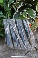 6. Orthoceras fossiel plaat uit Marokko, Ophalen of Verzenden, Fossiel