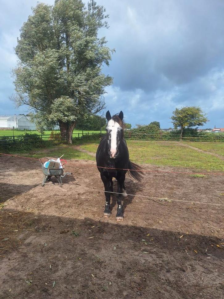 Verzorger gezocht voor 2 lieve paardjes, Dieren en Toebehoren, Paarden en Pony's | Overige Paardenspullen, Ophalen of Verzenden