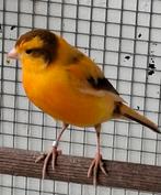 3 kanarie mannen., Dieren en Toebehoren, Vogels | Kanaries, Mannelijk, Kleurkanarie