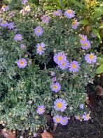 Vanaf voorjaar weer diverse planten te koop, Ophalen, Vaste plant, Overige soorten, Halfschaduw