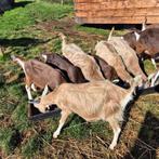 Enkele prachtige toggenburger  geiten cl-cae vrij, Dieren en Toebehoren, Meerdere dieren, Geit