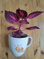 Supervrolijke Coleus China Rose in supervrolijk kopje OPHALE, Ophalen, Minder dan 100 cm