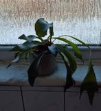 Hertshoornvaren., Ophalen, In pot, Halfschaduw, Minder dan 100 cm