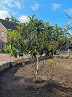 Japanse Loquat (Eriobotrya japonica) 200/250cm, Tuin en Terras, Ophalen, Volle zon, Overige soorten