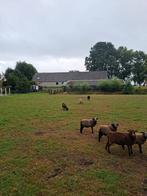6 ouessant ooien en onverwante ram, Dieren en Toebehoren, Schapen, Geiten en Varkens, Vrouwelijk, Schaap