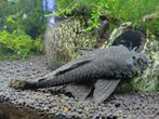 Ancistrus borstelneus algeters, Dieren en Toebehoren, Vissen | Aquariumvissen, Vis
