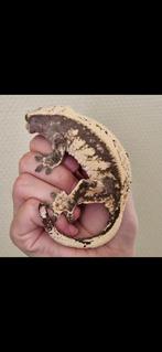 Whitewall wimpergekko crested gecko vrouw te koop!, Hagedis, 3 tot 6 jaar