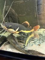 Roodstaart, pauwoog, spotted gar, tijgerspatelbek meerval, Dieren en Toebehoren, Vissen | Aquariumvissen, Vis