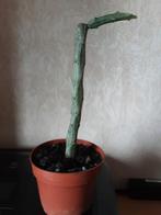 Ceropegia Cimiciodora, Huis en Inrichting, Kamerplanten, Minder dan 100 cm, Groene kamerplant, Halfschaduw, Ophalen of Verzenden