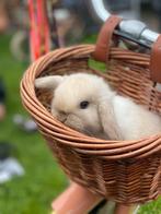 Mini lop rammetje, Dieren en Toebehoren, Mannelijk, Dwerg