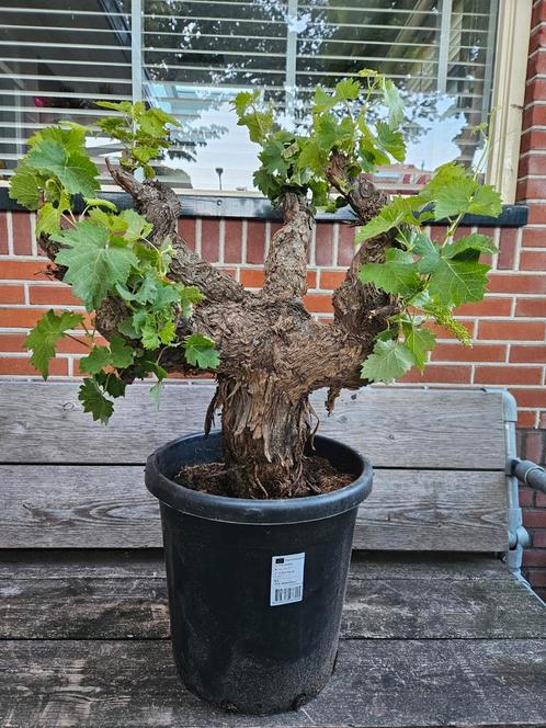 Oude druif dikke grillige stam - 100-110cm hoog, Tuin en Terras, Planten | Bomen, Overige soorten, Minder dan 100 cm, Ophalen