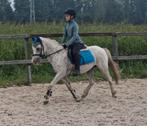 Allround kinderpony, Ruin, Recreatiepony