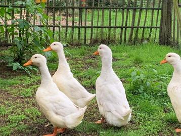 3 peking eenden  beschikbaar voor biedingen