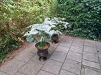Twee grote sierpotten met decoratieve planten – tuin of terr, Ophalen, Zomer, Overige soorten, Volle zon